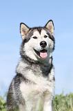 ALASKAN MALAMUTE 015